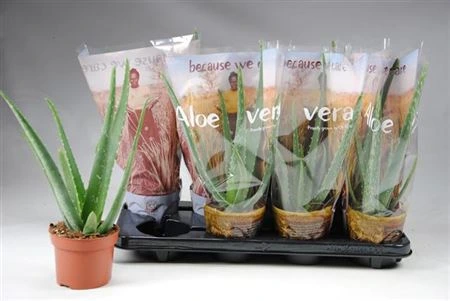 Aloe Vera črepník 12 cm