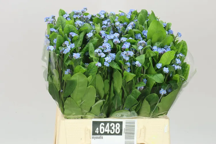 Myosotis 40 cm