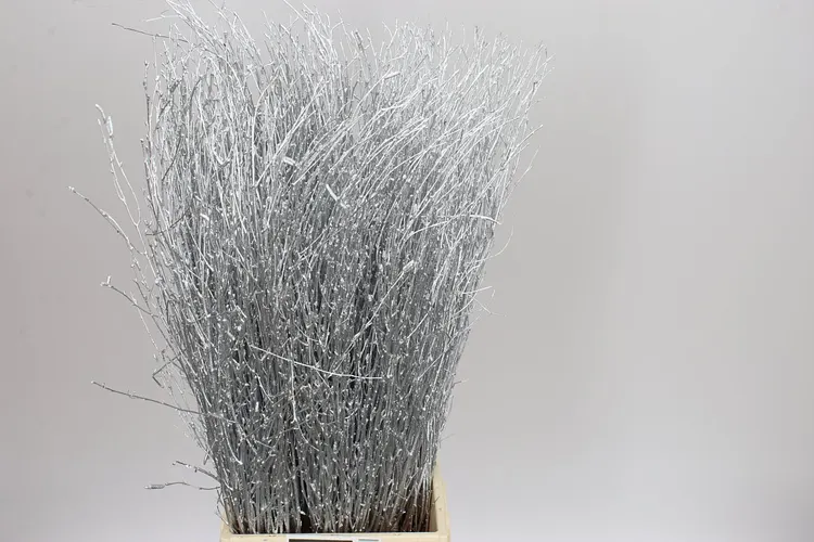 Breza Silver 70 cm