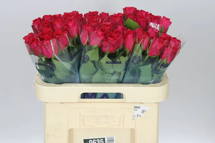 Rosa Gr Madam Cerize 60 cm