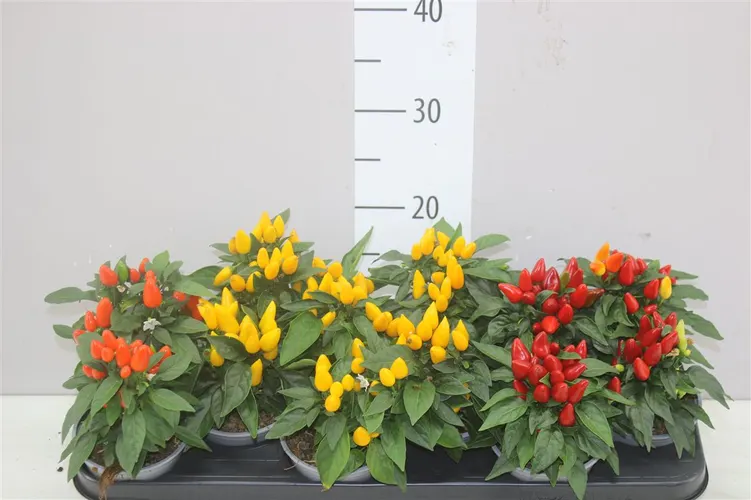 Capsicum Salsa Gemengd črepník 10,5 cm
