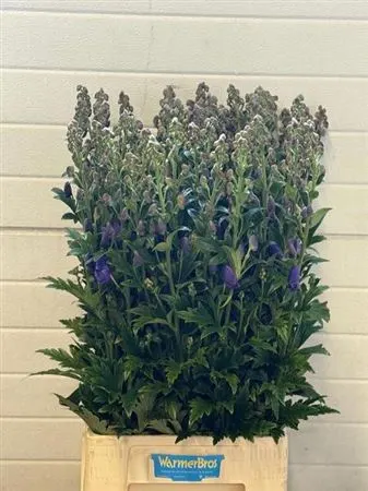 Aconitum Car Arendsii 95 cm