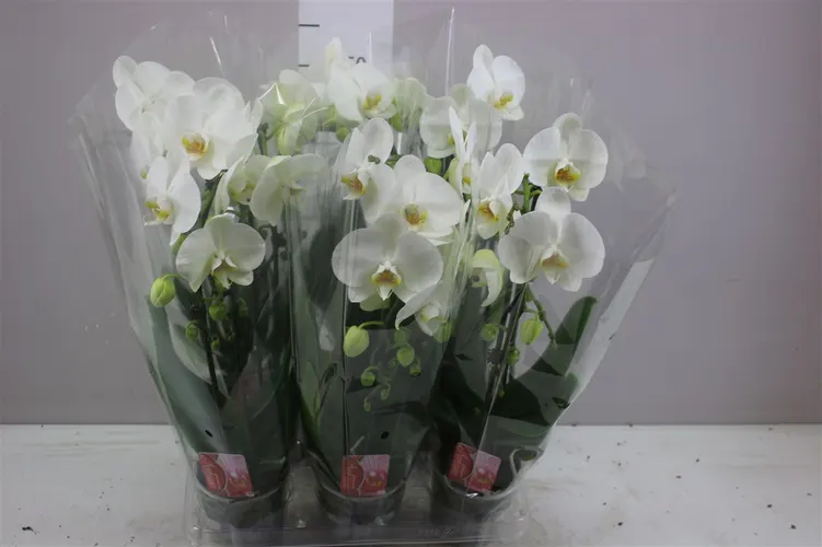 Phal Cascade Wit 2 Tak črepník 12 cm