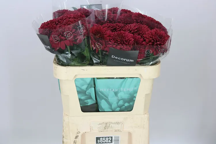 Chryzantéma veľkokvetá Lamira Red 70 cm