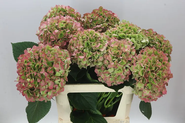 Hortenzia Salute Classic 80 cm