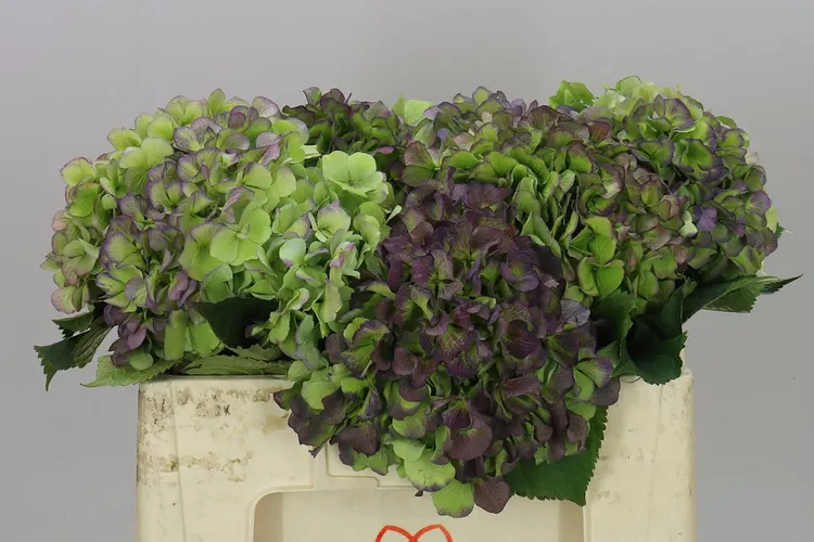 Hortenzia Verena Green Purple Classic 50 cm