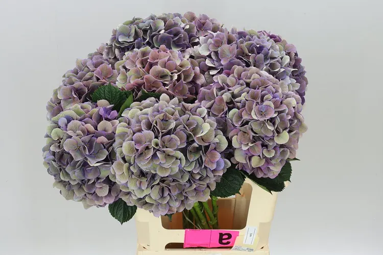 Hydrangea Opera Classic 60 cm