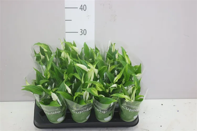 Spathiphyllum Pearl Cupido črepník 7 cm