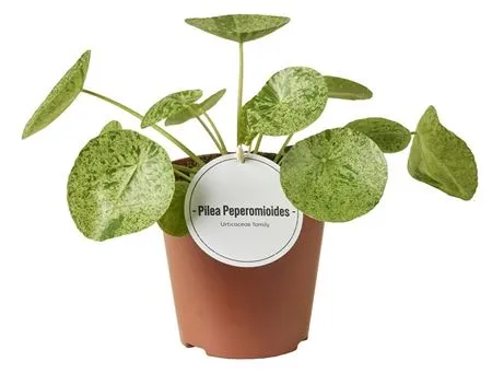 Pilea Mojito črepník 12 cm