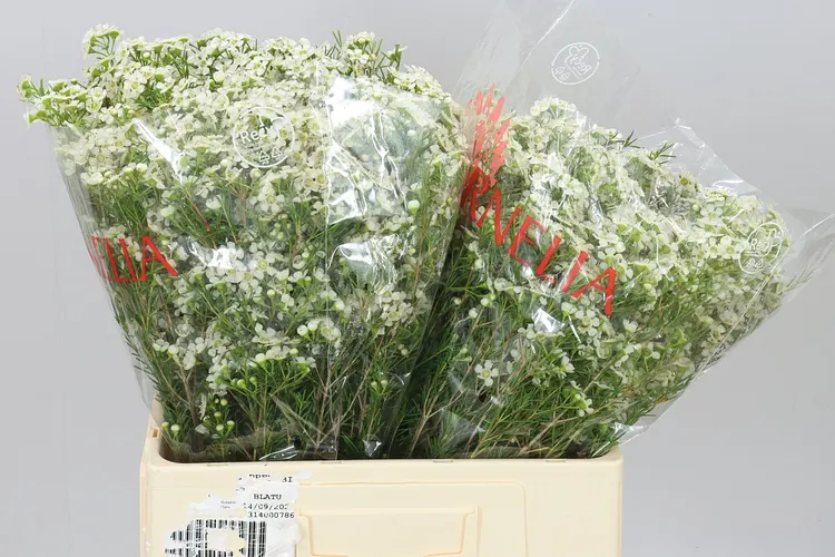 Chame Wax Ofir 60 cm