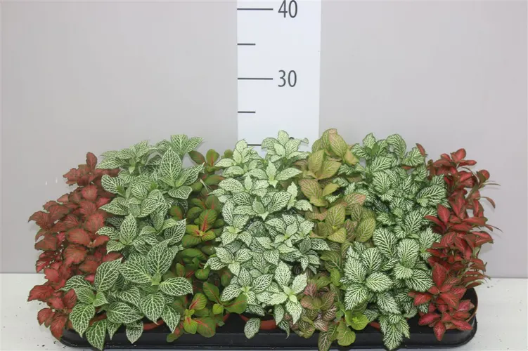 Fittonia mix črepník 8,5 cm