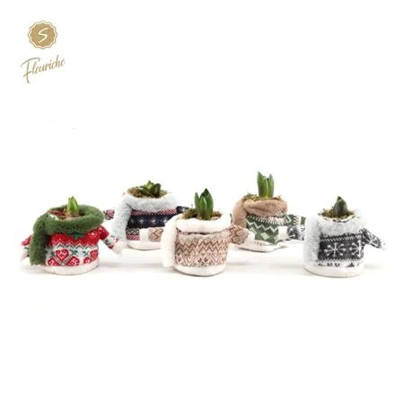 Hyacinth mix 1624 Winter Sweater črepník 10 cm