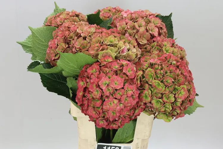 Hyd Anastasia Classic 60 cm