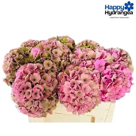 Hortenzia Palace Classic 60 cm