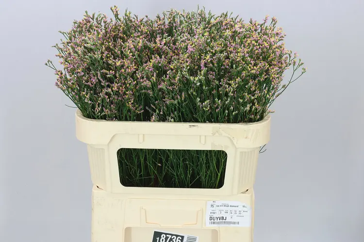 Limónium Sin Blush Dia 70 cm