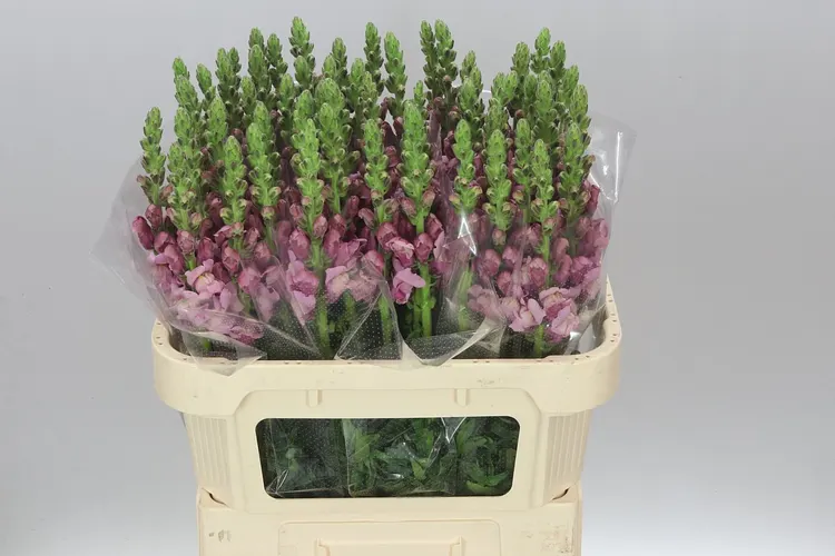 Antir Lavender 75 cm