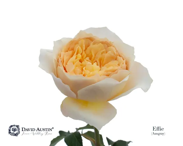 Rosa Gar Austin Effie 50 cm