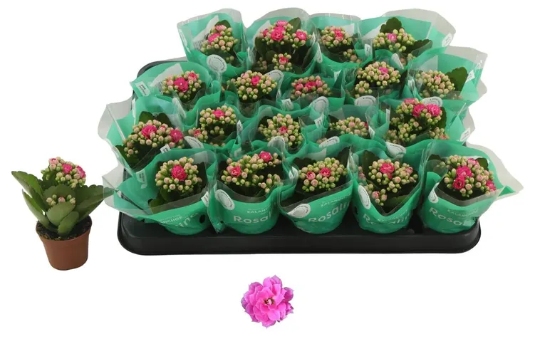Kalanchoe Rosalina Roze črepník 6 cm