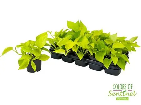 Epipremnum Golden Pothos črepník 12 cm