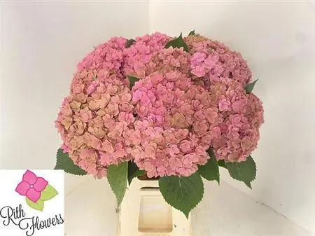 Hyd Kiss Classic 50 cm