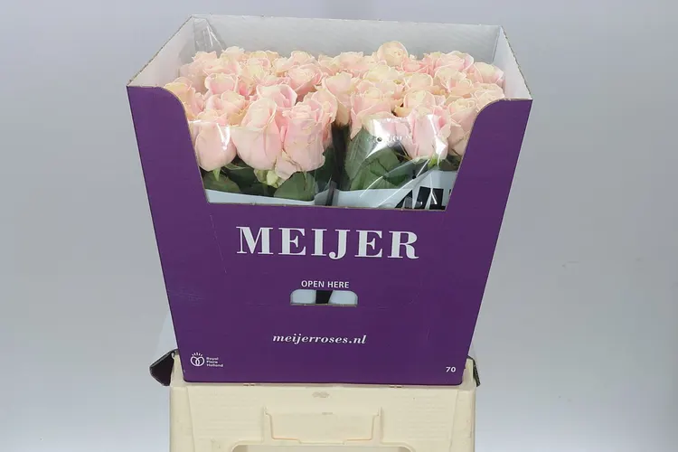 Rosa Gr Sweet Avalanche Meijer White 70 cm