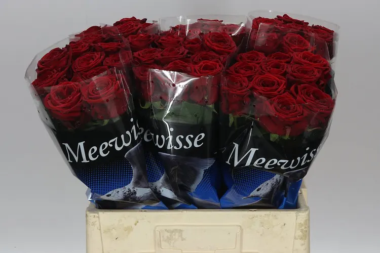 Ruže červené, Rosa Gr Red Naomi Meewis