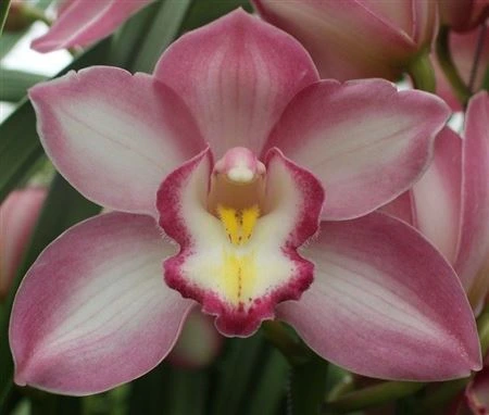Orchidea Cymbidium Magic Kiwi Sue, celá stonka 60 cm