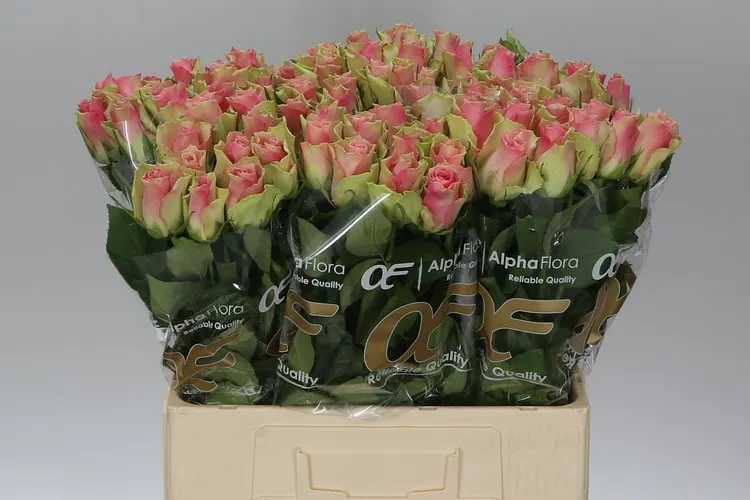 Ruža Belle Rose 60 cm
