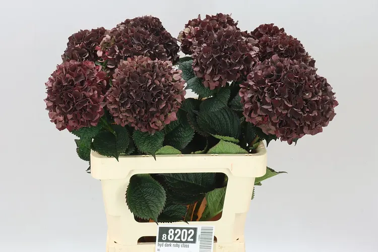 Hortenzia Dark Ruby Classic 60 cm