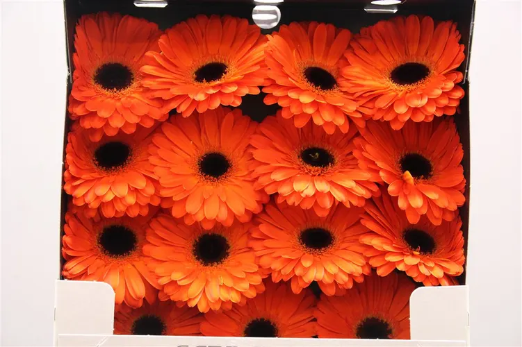 Gerbera Diamond Applause 55 cm