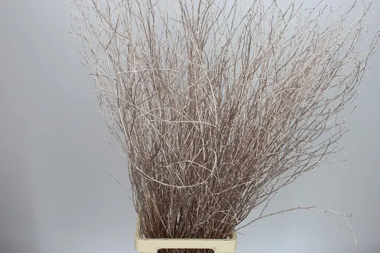 Berk Champange 120 cm