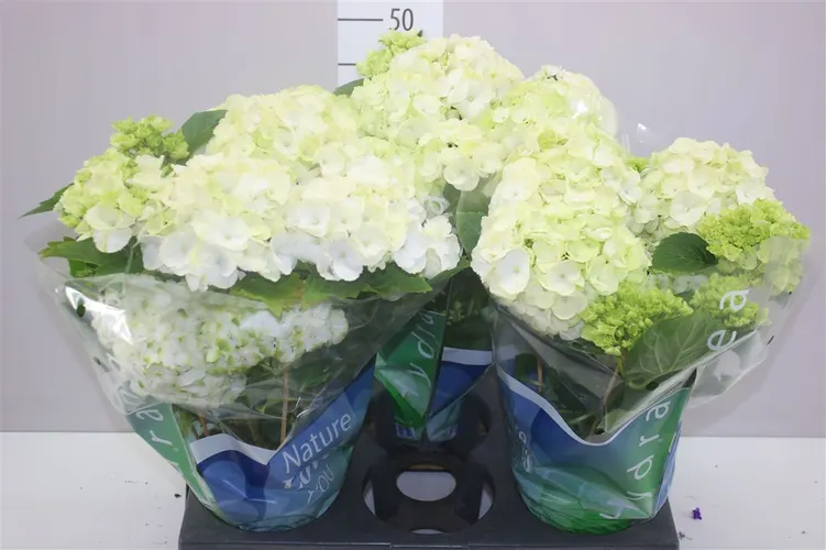 Hortenzia črepníková Wudu 6-7 črepník 15 cm
