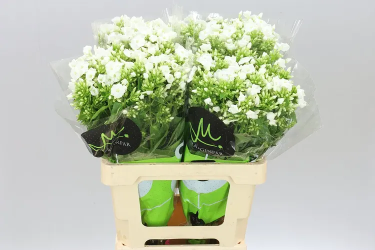 Phlox P Icecap 60 cm
