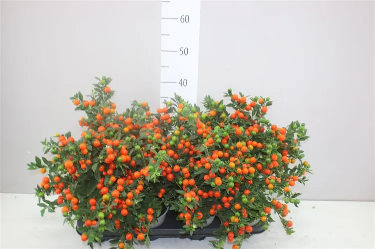 Solanum Ps Bartoli Bes črepník 12 cm