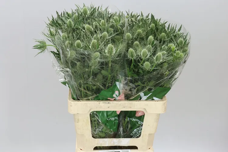 Eryngium Whit Lagoon 60 cm