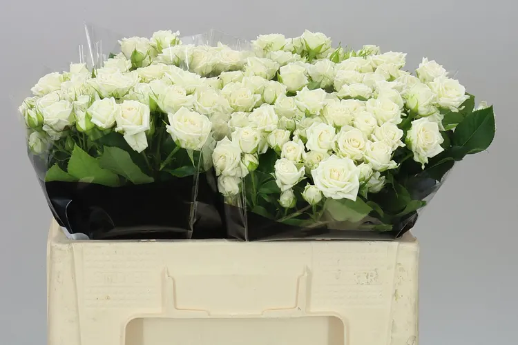 Rosa Tr Josephine 50 cm