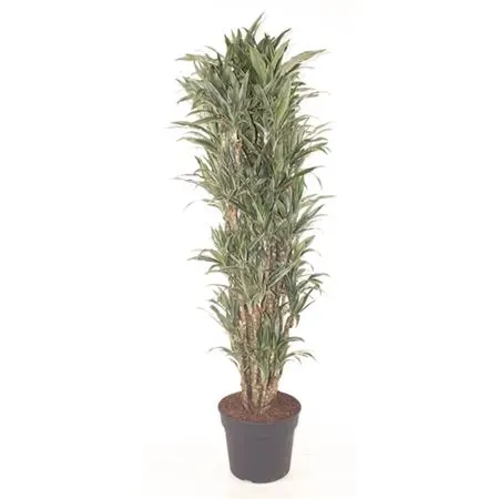 Dracény (Dracaena)