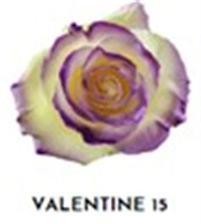 Ruža farbená Valentine 15, Ekvádor 50 cm