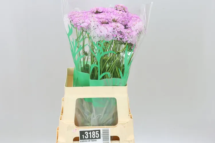 Scabiosa Atr Fabienne 70 cm