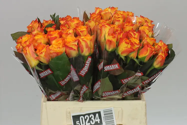 Rosa Gr Marie-claire! 40 cm