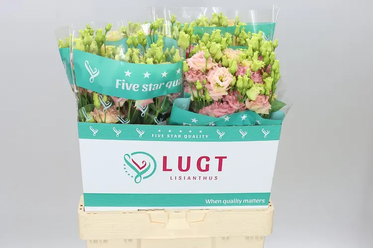 Eust Du Alissa Champ 70 cm