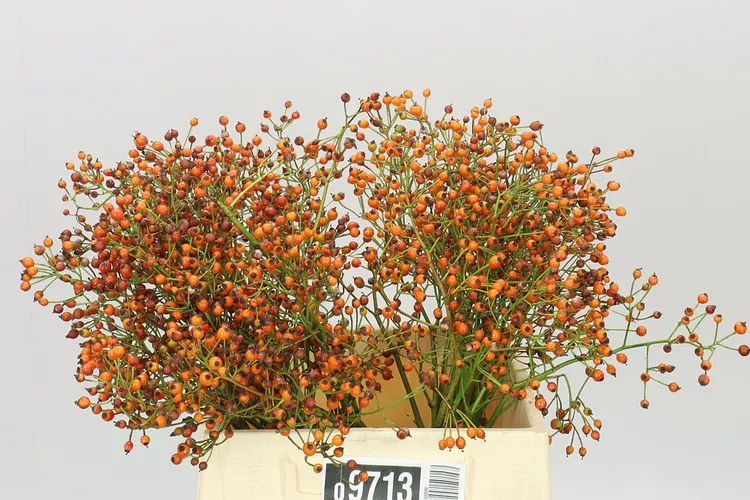 Rozenbottel Prinsberry Oran 45 cm