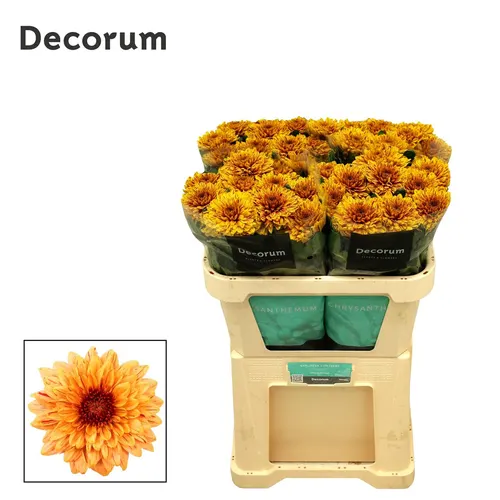 Chryzantéma veľkokvetá Pip Autum 70 cm