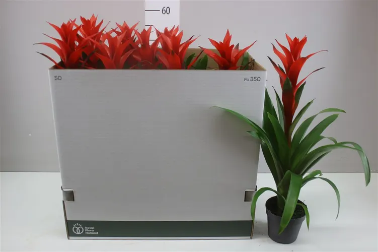 Guzmania Ostara črepník 13 cm