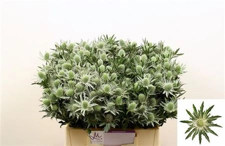 Eryngium Sirius 40 cm
