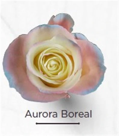 Ruža farbená Aurora Boreal, Ekvádor 50 cm