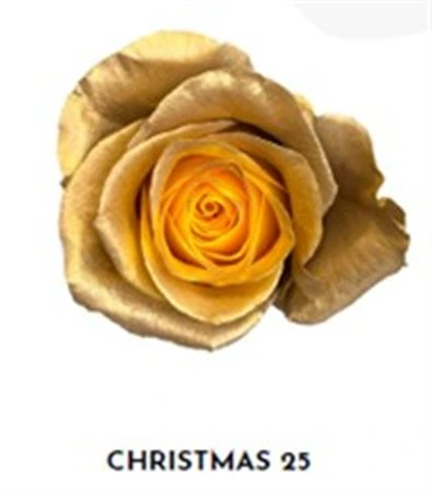 Ruža farbená Xmas 25, Ekvádor 50 cm