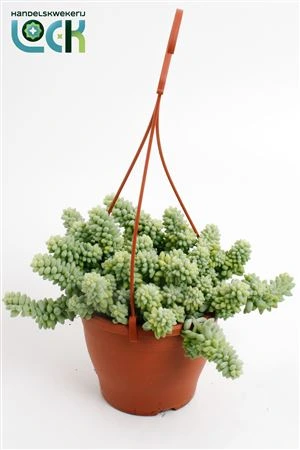Sedum Burrito, závesný črepník črepník 14 cm