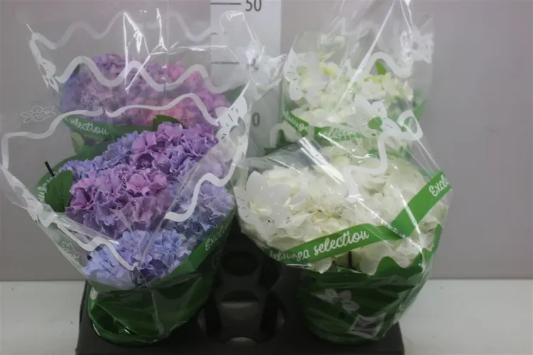 Hortenzia črepníková mix 8+ črepník 14 cm