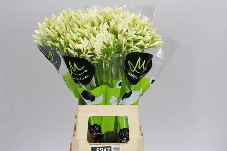 Agapantus Gletsjer White 70 cm